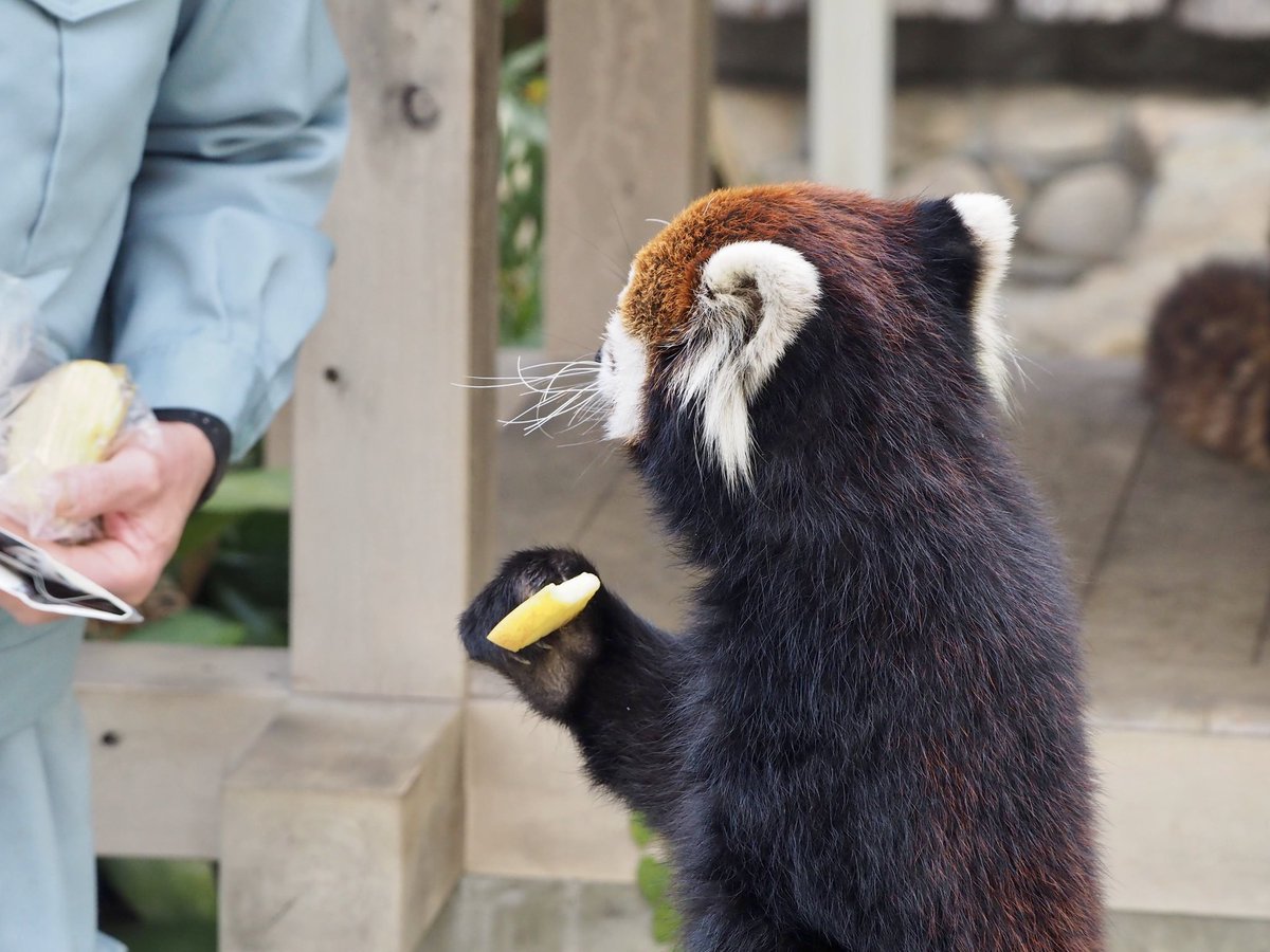 うさすり tweet media
