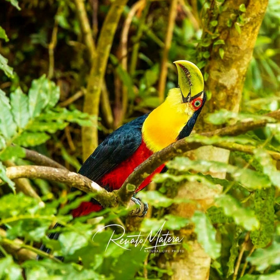 sosma's tweet photo. Tucano-de-bico-verde na Mata Atlântica pelas lentes do fotógrafo Renato Matera @matera_renato https://t.co/32RT0JxDx2