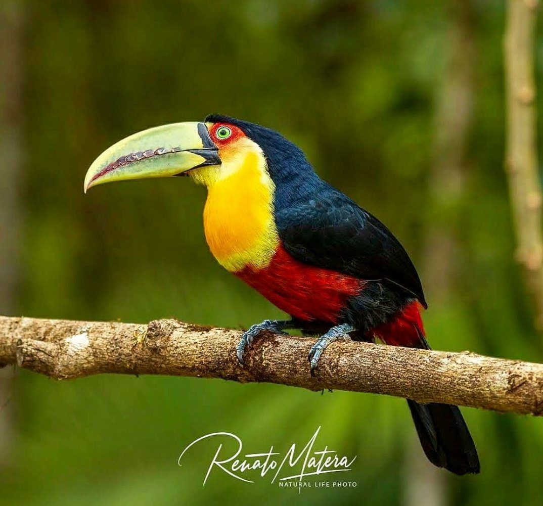 Tucano-de-bico-verde na Mata Atlântica pelas lentes do fotógrafo Renato Matera <a href="/matera_renato/">Renato Matera🚩🇵🇸🇱🇧🇾🇪</a>