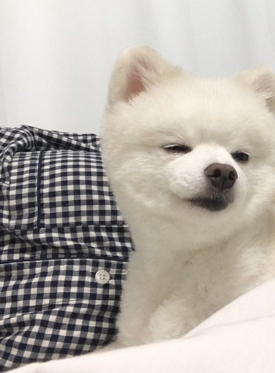 ewwuuhu's tweet photo. meet ddeonu 🤍 she also stan enhypen &amp; her bias is sunoo ꯁ.̮ꯁ ~~~~ 🤍🤍🤍💘 https://t.co/yaxWLVJLnQ