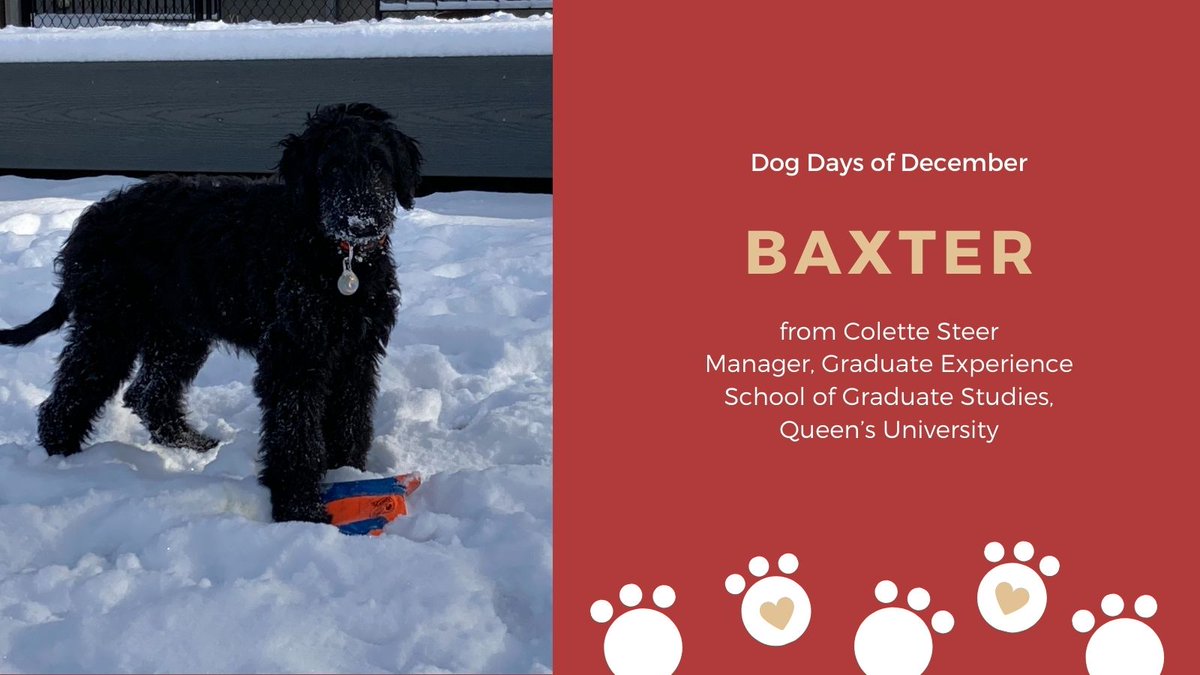 SEAMOKingston's tweet photo. #SEAMODogDaysofDecember Baxter loves the snow βοΈ Thanks to Colette Steer, Manager, Graduate Experience in the @queensu School of Graduate Studies for the sweet pic! #dogs #dogsofTwitter #pups https://t.co/RfviCYBGRS