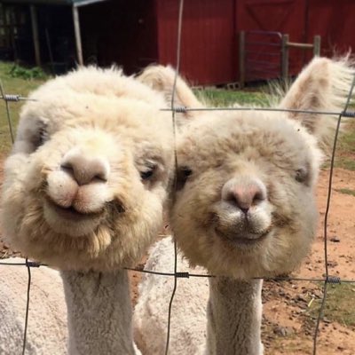 adstrk's tweet photo. #alpacacoin https://t.co/VPqBbE0VMZ