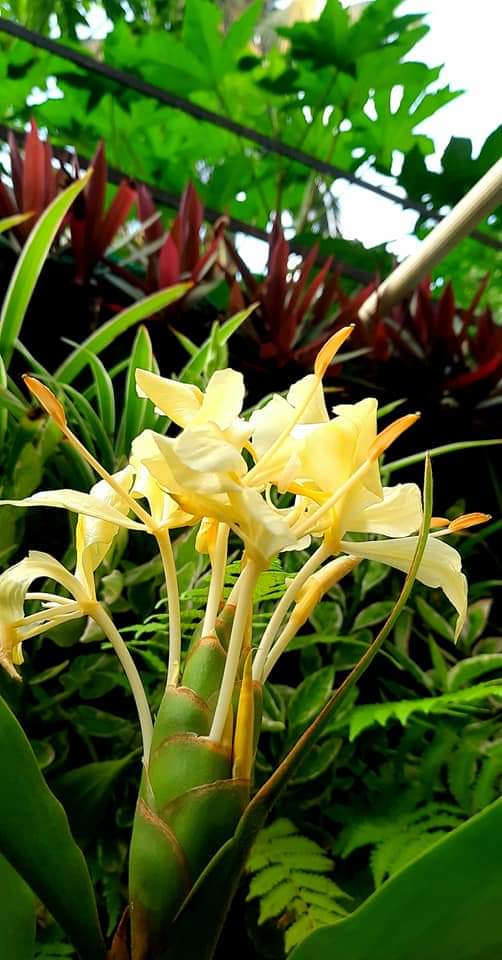 Mridula Chury My First Sontakka Flower Yellow Ginger Lily Hedychium Coronarium Blooming My Garden These Are Really Nothing Less Than Morning Glory Flowers To Ease Your Day With Freshness And Soothing Mridula Chury My First Sontakka Flower Yellow Ginger Lily Hedychium Coronarium Blooming My Garden These Are Really Nothing Less Than Morning Glory Flowers To Ease Your Day With Freshness And Soothing
