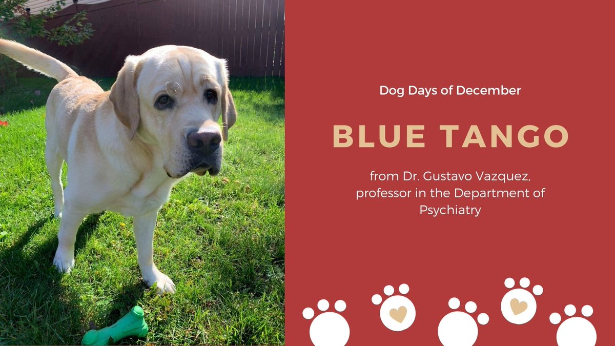 SEAMOKingston's tweet photo. #SEAMODogDaysofDecember Say hello to Blue Tango! This sweet dog belongs to Dr. Gustavo Vazquez (@GustavoHVazquez) in the Department of Psychiatry #dogs #dogsofTwitter #pups https://t.co/TQJZkNh8u1