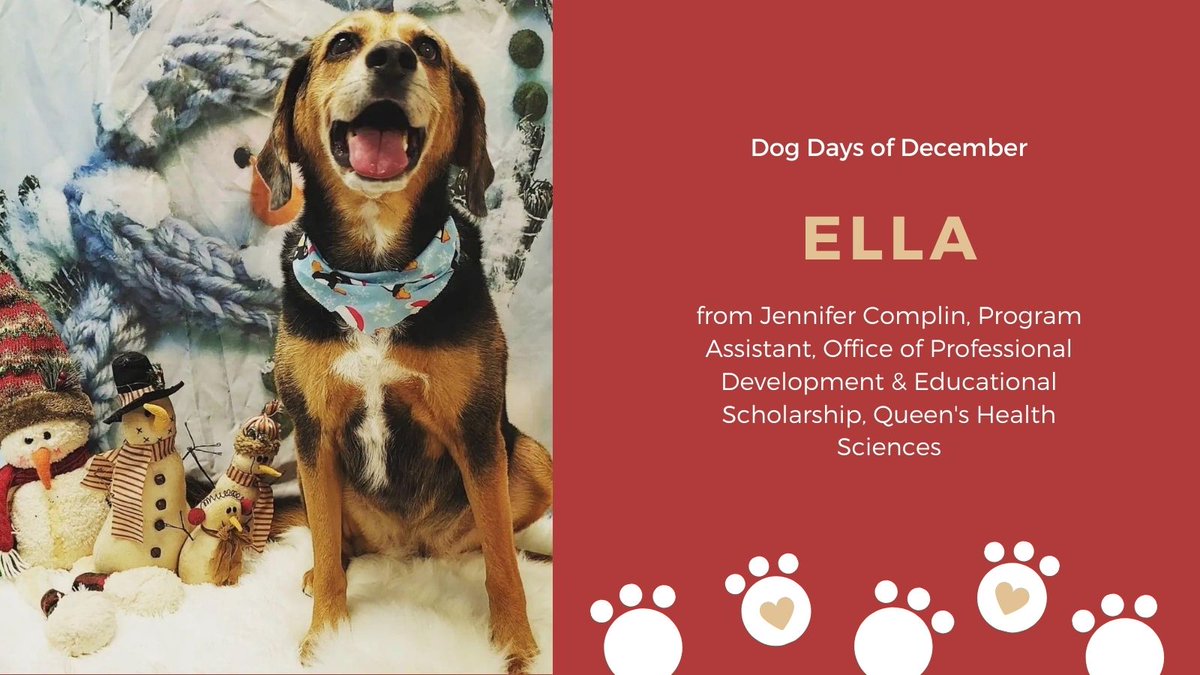 SEAMOKingston's tweet photo. #SEAMODogDaysofDecember Nothing better than a pup ready for the holidays this week! Lovely Ella belongs to Jennifer Complin from the QHS Office of Professional Development & Educational Scholarship #dogs #dogsofTwitter #pups https://t.co/lyuNo4R2EE