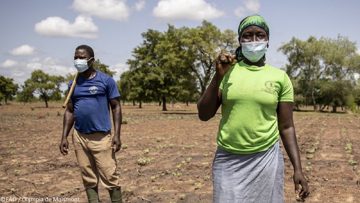 FAOemergencies's tweet photo. .@FAO welcomes a new $10 million USA contribution to its COVID-19 response efforts.

This funding will support our COVID-19 Response and Recovery and One Health programmes in Africa, Asia, Latin America and the Near East.

https://t.co/S7bT3S3t1V #InvestInHumanity https://t.co/jRyrG9hXi8