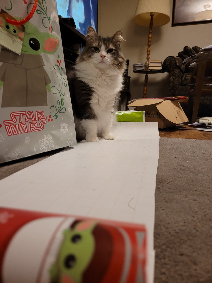 EverWriting0621's tweet photo. my house we have something called distraction paper.

This is where we put a piece of random paper we won't be using down so the cats don't get on the project we're currently working with. 

And here it is working on Storm https://t.co/S2jyP7KknR
