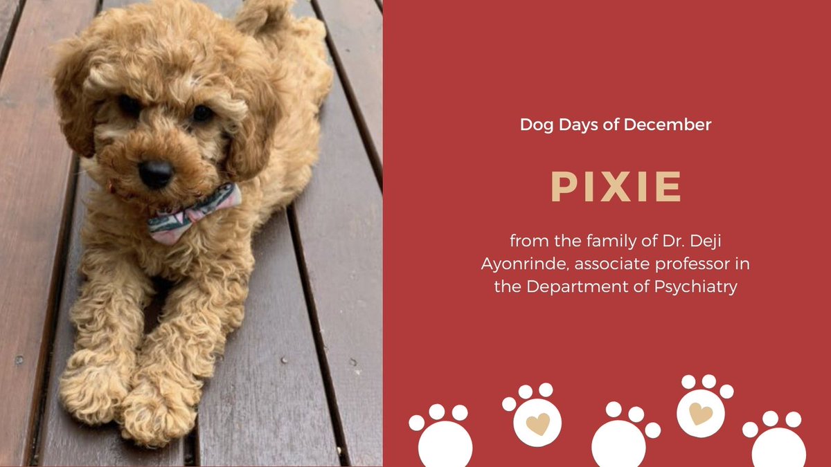 SEAMOKingston's tweet photo. #SEAMODogDaysofDecember This sweetheart is Pixie and she belongs to Dr. Deji Ayonrinde's family in Australia. Pixie is a very special dog who has helped her family through an incredibly tough time, dealing with loss and grief (1) https://t.co/xOBXyLRnRs