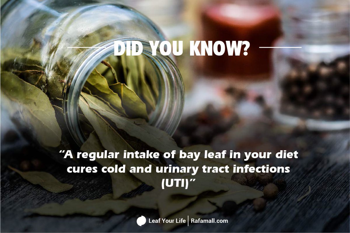 wordtransform's tweet photo. 🤩🤩🤩🍃Spice your meals in this festive season with bay leaves 🍃 and enjoy these other health benefits 
#leafyourlife
#bayleaves🍃 
#rafamallgh 
#rafanewsgh 
#urinarytractinfection 
#commoncoldcure https://t.co/2YrbVs6jIo