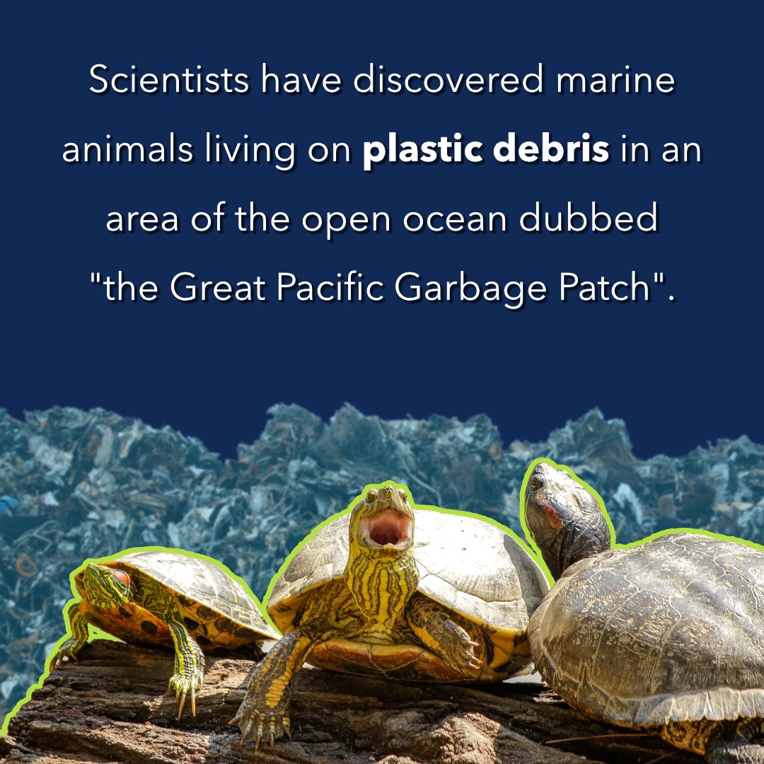 powerforplanet's tweet photo. According to @BBCWorld, "Plastics are more permanent than many of the natural debris that you previously have seen in the open ocean. They're creating a more permanent habitat in this area." @SmithsonianEnv
#PowerFromPlastic #PFP #plastic #plasticmovement #breakfreefromplastic https://t.co/TP8GRGi8Ly