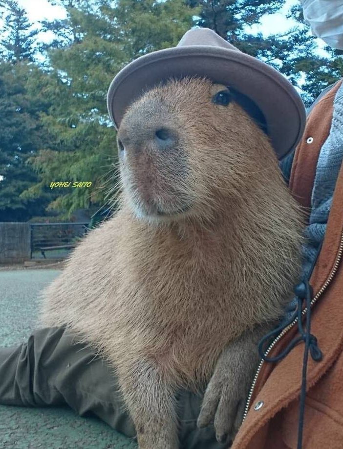 CAPYBARA_MAN's tweet photo. A distinguished gentleman https://t.co/E0eH0CaTD7