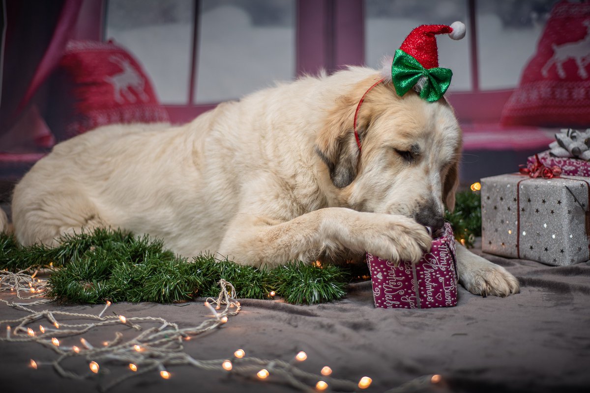 uspetfood's tweet photo. Think twice about what you’re leaving under the #Christmas tree! 🎄🎁 If you have #pets who like to snoop, make sure no choking hazards are accessible, like batteries and small toys. https://t.co/cf8mDJLroK #petsafety https://t.co/Q3uBbkFmkS