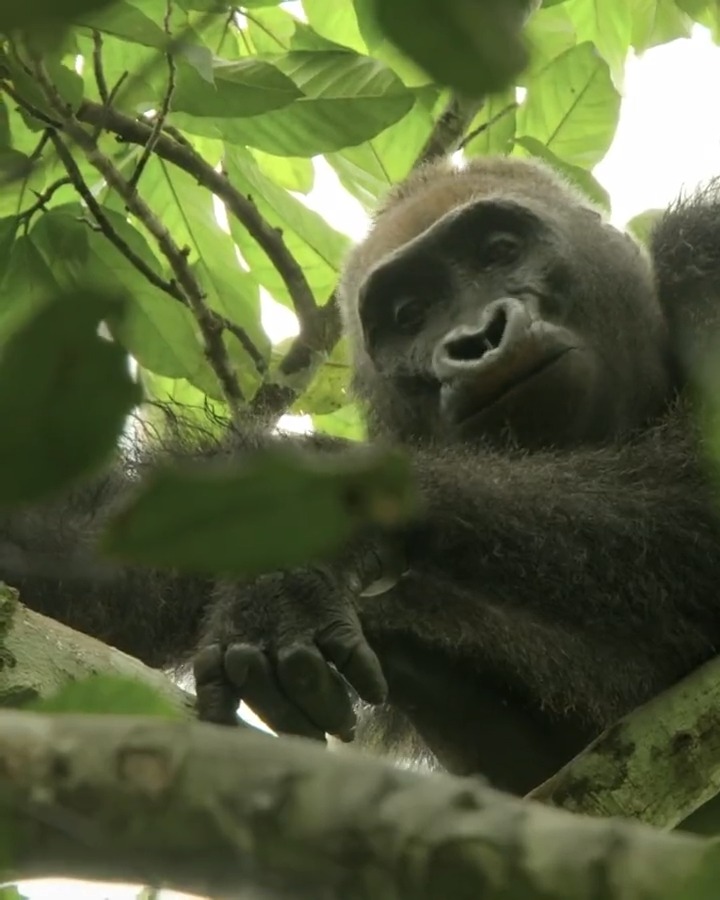 BBC Earth Canada on Twitter: BBC Earth Canada on Twitter: