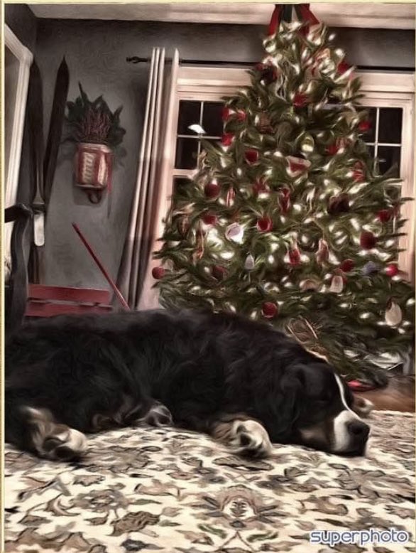 GuinnessDawg's tweet photo. Even though you’ve been gone 4 Christmases now, this pic is still my wallpaper on my phone, I still can’t bring myself to change it❤️ #guinnessdawgg https://t.co/SfUs1hL7rJ