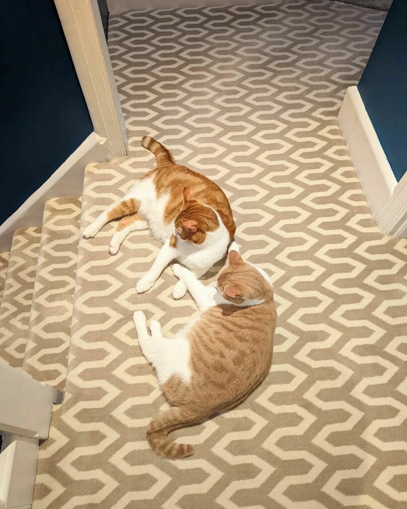 ArchieAndScout's tweet photo. As Christmas approaches, make sure  to spend some time with those nearest and dearest to you. Just like Archie and Scout are doing 😻😻
.
.
.
.
.
#cats #catsofinstagram #catstagram #instagram #catlovers #catlover #catlife #instacat #kittens #kitten #kitty #catoftheday #cute #p… https://t.co/YZB2Q8Dpnh
