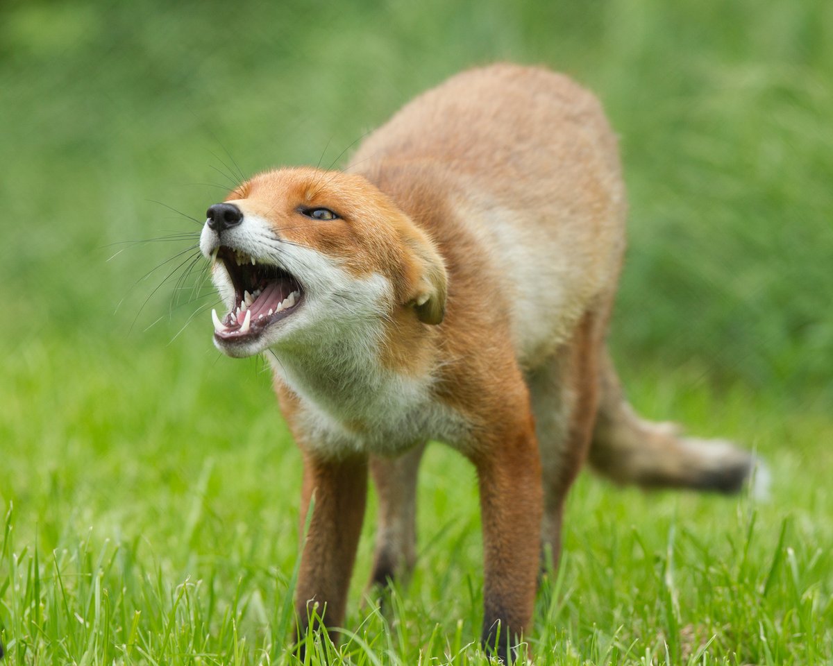 hourlyfoxes's tweet photo. HourlyFoxes presents: https://t.co/OF1g06gR8P