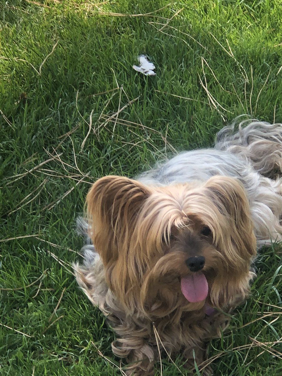 Princesa tweet media