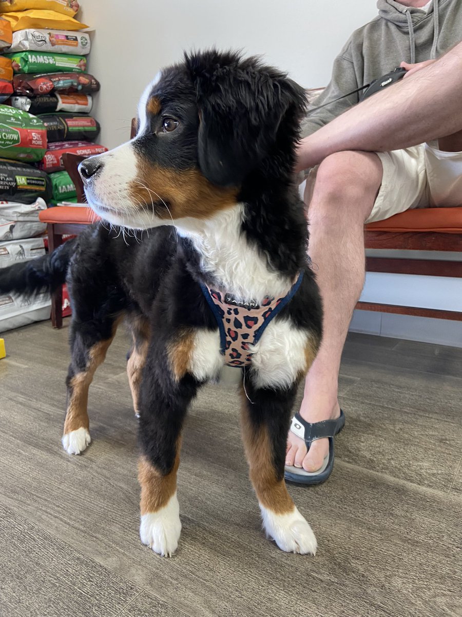 kelseycanine's tweet photo. This is Rubi. Her human siblings named her after the chemical element rubidium. She loves telling chemistry jokes, but gets no reaction. #DogsofTwitter @bunsenbernerbmd https://t.co/dccYsP7Lo4