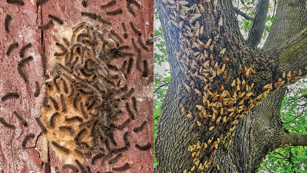 Invasive Species Ctr tweet media