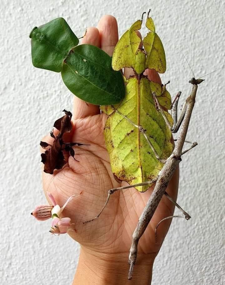 HayQueSaberlo's tweet photo. Ninguno es una hoja. https://t.co/yetspE7XjC