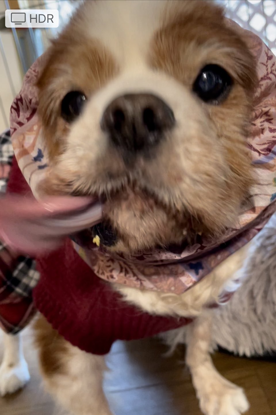 犬おもしろ動画 Twitter Search Twitter