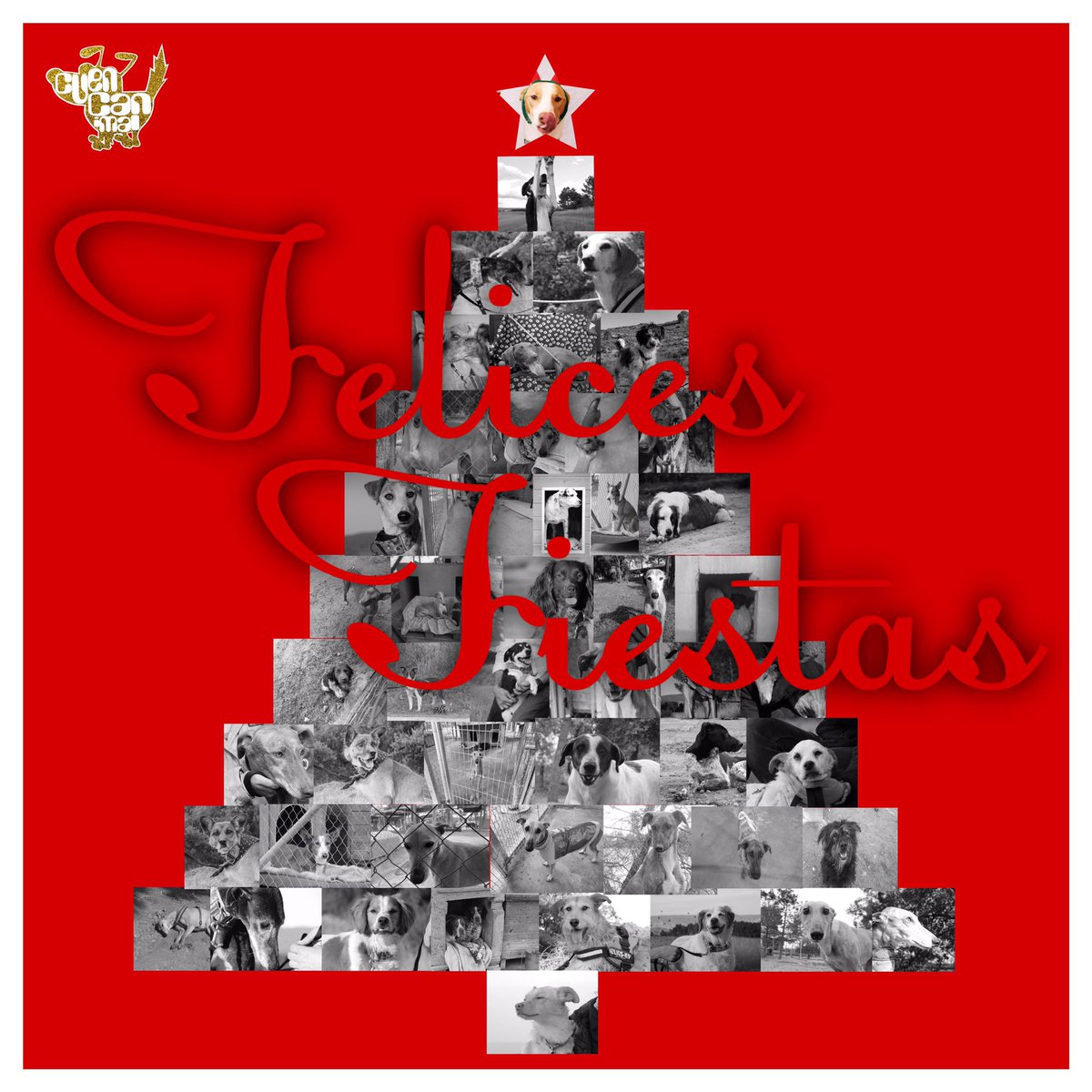 Desde Cuencanimal queremos desearos que paséis unas Felices Fiestas y un Próspero Año 2022!