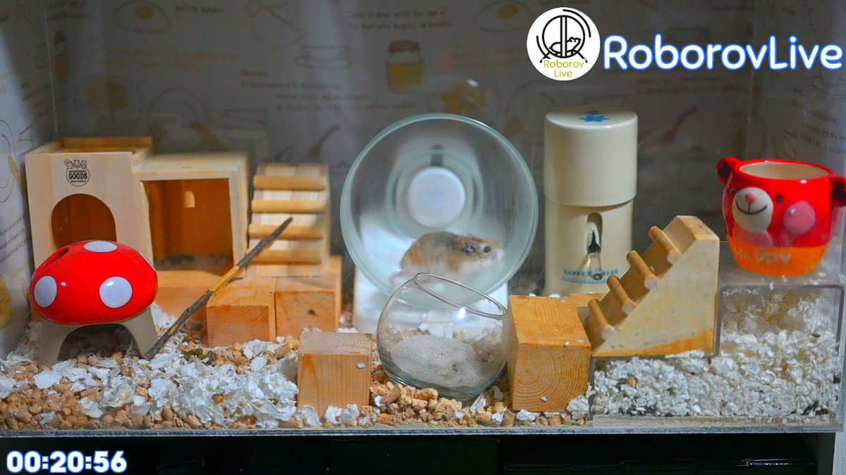 RoborovLive's tweet photo. 【670日超え】ロボロフスキーハムスターの夜配信を始めました！
翌12:00くらいまで配信します😊
https://t.co/R0DG0TzK3f

#ハムスター #ロボロフスキー #ライブ配信 #ハムスターのいる生活 #hamster https://t.co/jlvzOwj68y