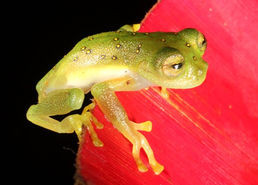 biomauro_rtg's tweet photo. #IkiamPublica |
Calientito, hoy publicamos en @PeerJLife, liderado X @MaJoseSanchezC
@ReyesGrace
@CisnerosHeredia
Nuevos datos de #filogenia, #biogeografía and #conservación de una hermosa rana de cristal, después de 66 años desde su 1er registro en 🇪🇨
@u_ikiam https://t.co/bCvRHLRPdF