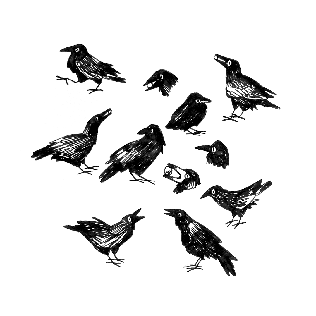 zofi4_'s tweet photo. why is a group of crows called a 'murder' https://t.co/75gnN0bPTN