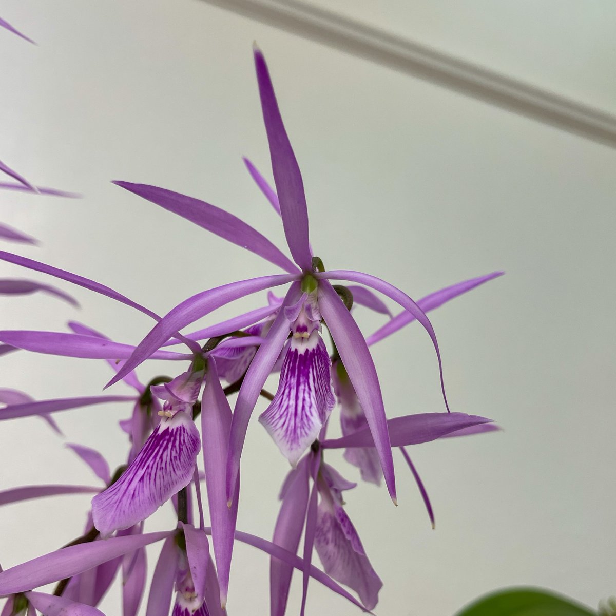 peninsulaorchid's tweet image. Encyclia adenocaula '723T' on display at our show in August 2021.

Show info ➡️ l8r.it/J5kJ