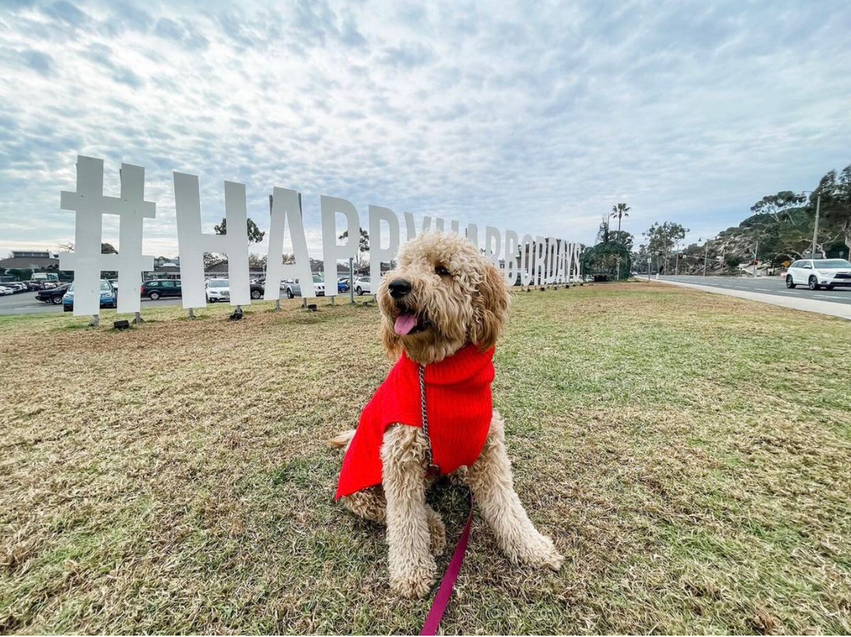 Christmas Eve Eve at the Harbor! What a wonderful December we have had here 🎄❤️🎅 

📷 @southerncalibelle <a href="/bandits/">せるじゅ</a>.tails @angela_millington @winniesdoodlegram