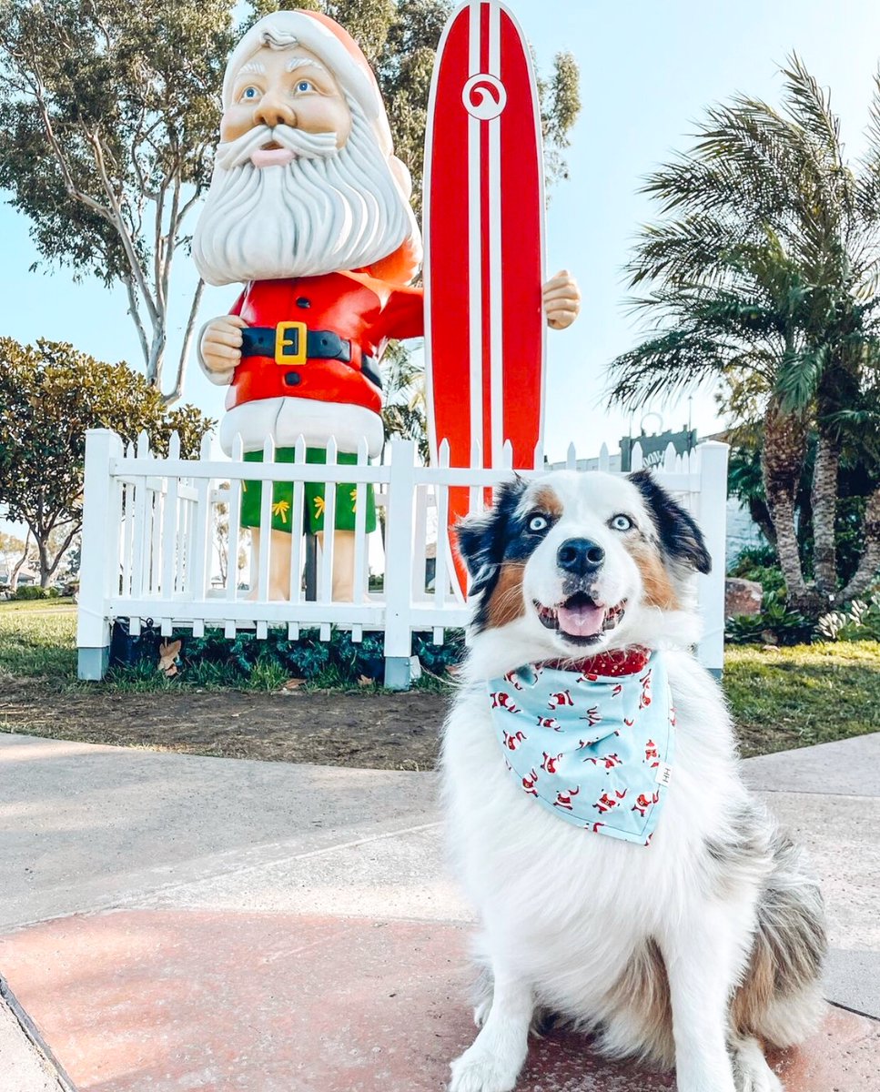 DanaPointHarbor's tweet photo. Christmas Eve Eve at the Harbor! What a wonderful December we have had here 🎄❤️🎅 

📷 @southerncalibelle @bandits.tails @angela_millington @winniesdoodlegram https://t.co/GxXmfAY4m7