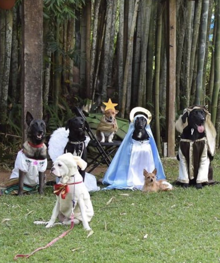 esebello's tweet photo. Te amo perrito ‘estrella de Belén’. https://t.co/PtFS3A4FKy