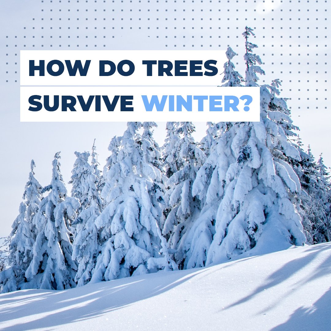 teamtreesofficl's tweet photo. Did you know that trees basically wear coats (aka bark) just like we do to survive the winter? ❄️ 🌲  Can you name any other ways that trees are the coolest? 

#TEAMTREES #Winter #ColderTemps https://t.co/XyBK5z7uKA