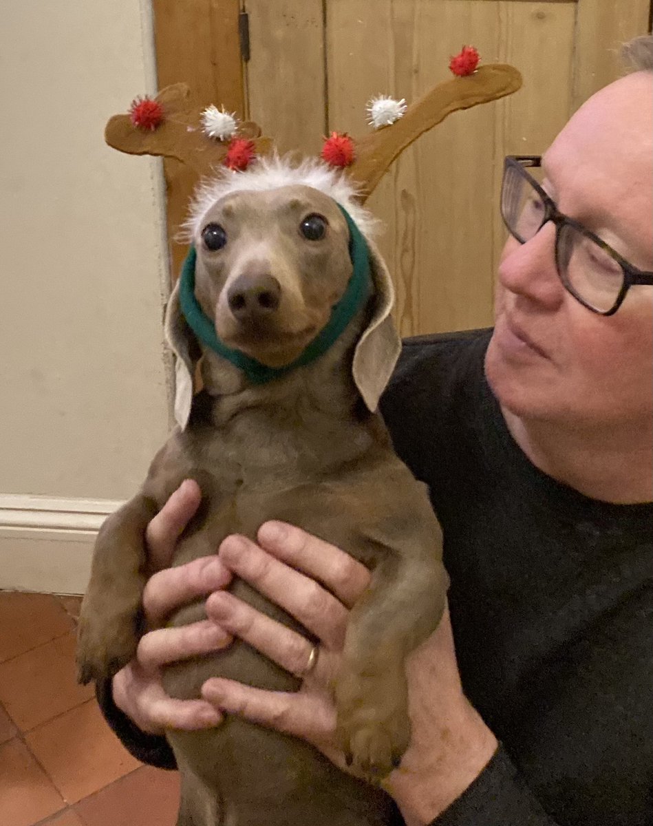 AlexMacras's tweet photo. Augustus declares it CHRIIIISTMAAAASSSS and sends all manner of sossidgey Christmas lurrrrve to everyone reading this ❤️💚. #GeneralGuster #pupdate #Christmas https://t.co/HcnAajCure