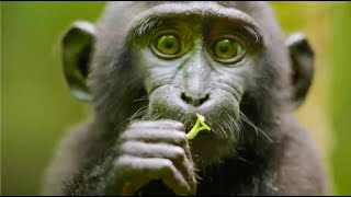 _monkeyfunny's tweet photo. now that's a monkey! https://t.co/t0aJzHwlXo