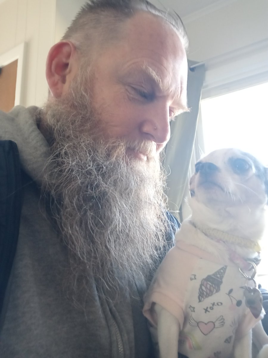 OlDad1972's tweet photo. #Chihuahua #Bean https://t.co/EQoJtGTFPP