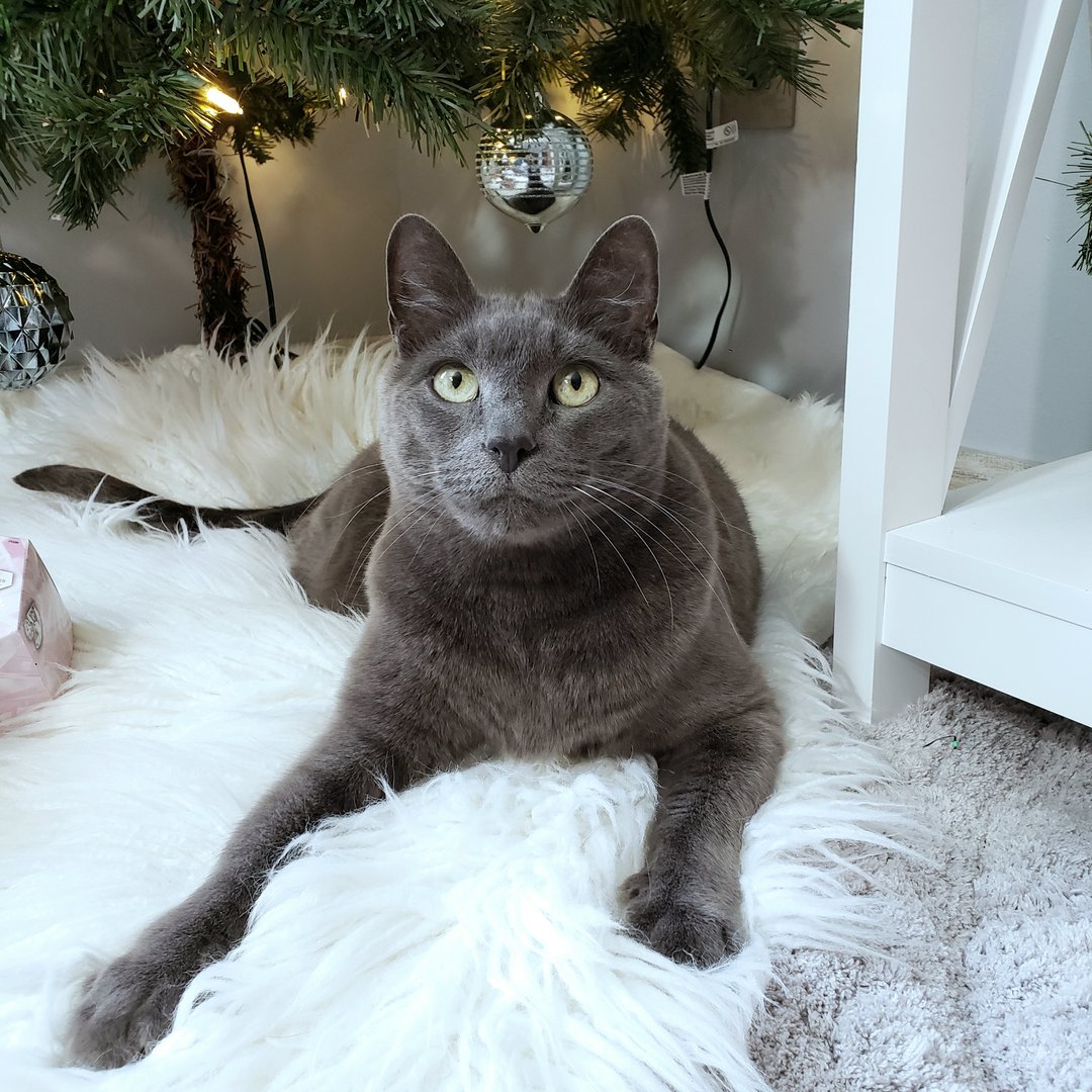 tidbitsoftiff's tweet photo. Santa Paws is coming to town! 🎅😻🎄

#christmastree #christmascats #christmascat #meowychristmas #meowycatmas #cutecats #themeowlife #cats_of_instagram #catsofinstagram #catsofgram #catstagramcat #cutecatcrew #christmastree🎄#stunnersoninsta #handsomecat #catsofinstagram https://t.co/AYs0XRLig8