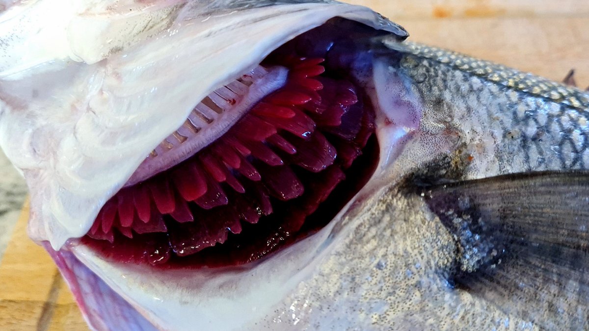 Fish Face Seafood Blog on X: A super fresh, locally-caught Sea