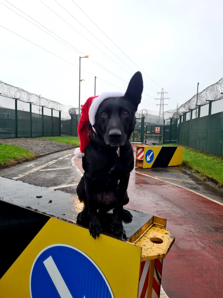 nuclearpolice's tweet photo. PD Sansa Claws has arrived to wish you all a very Merry Christmas 🐾

We hope you have a happy, healthy, and safe day. 

We send our sincere thanks to all of our officers on duty this festive season. Merry Christmas to you and your families and thank you, have a safe shift. https://t.co/WgPQsx4DuC