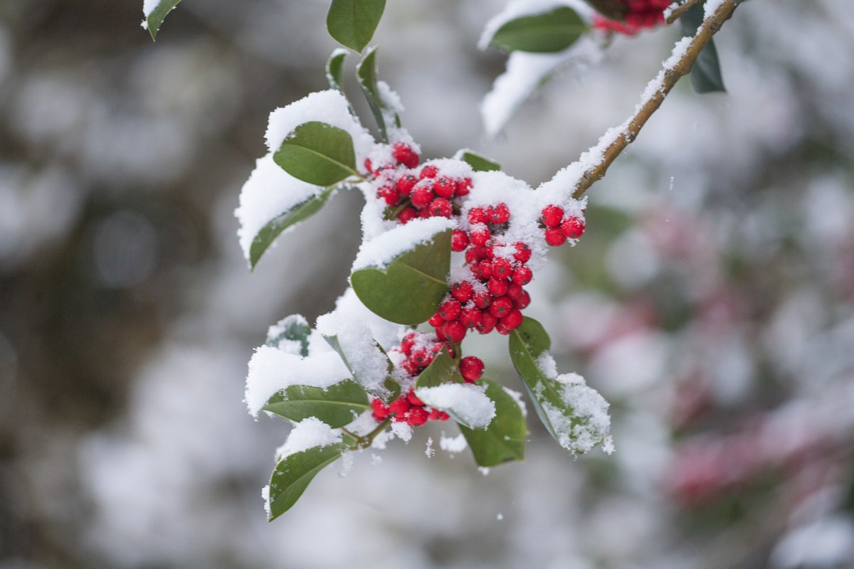 ScottROfficial's tweet photo. As we wind down the year, I want to take a moment to wish all of our customers, partners, and colleagues from across the entire @SAP ecosystem a very happy holidays. https://t.co/YbpDYyYrhU