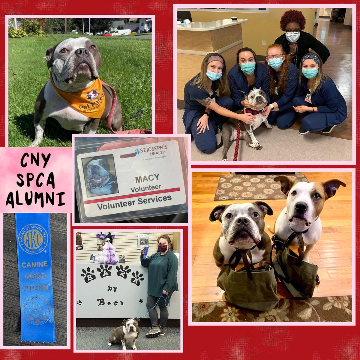 CNY_SPCA's tweet photo. #ThursdayFeature: Our alumni, Macy’s doing amazing things! We are grateful to her mom for seeing that potential in her &amp; helping Macy achieve it!
‘Macy was unwanted, her brother was claimed and she was left. These dogs are amazing and capable of great things!’
@petpartnersofcny https://t.co/5O0bIGmNKc