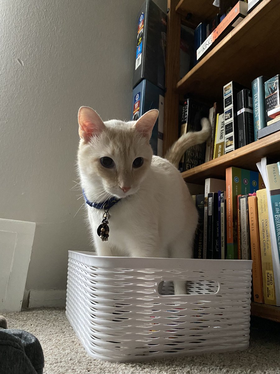 finnythekitty's tweet photo. https://t.co/VfQ0GSVoeO