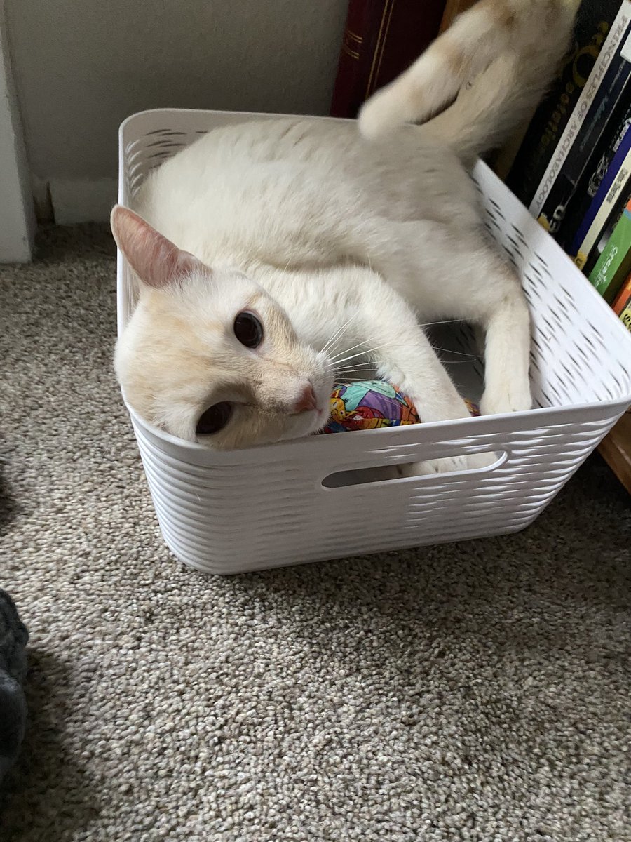 finn (@finnythekitty) on Twitter photo 