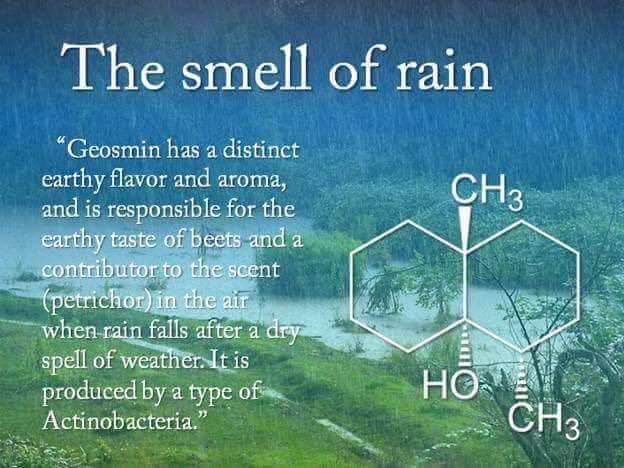 Rainmaker1973's tweet photo. The smell of rain is pure chemistry [read more: https://t.co/OjjVspJAAL] https://t.co/fshtlTGzzv