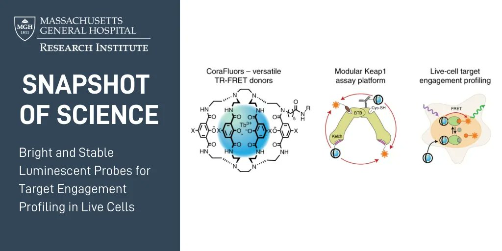 MGBResearchNews's tweet photo. Researchers from @MGHCSB @broadinstitute and colleagues have developed we CoraFluors, a suite of novel luminescent molecules optimized for biological applications including imaging studies https://t.co/yz2dOSI9Za https://t.co/4jlZduEEHi