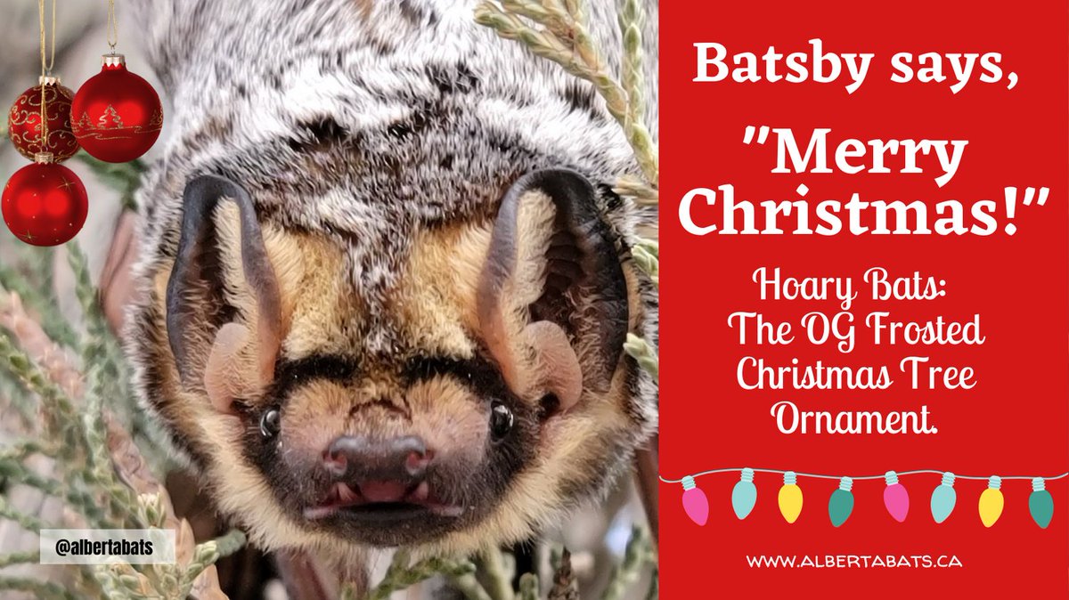 Wishing everyone a happy and healthy holiday season! #Christmas #Bats #JingleAllTheWay