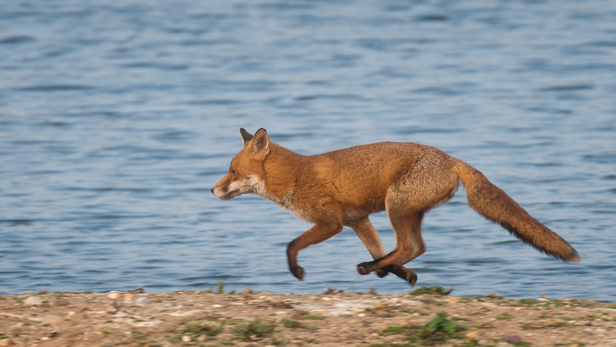 hourlyfoxes's tweet photo. HourlyFoxes presents: https://t.co/ihViR9tqk6