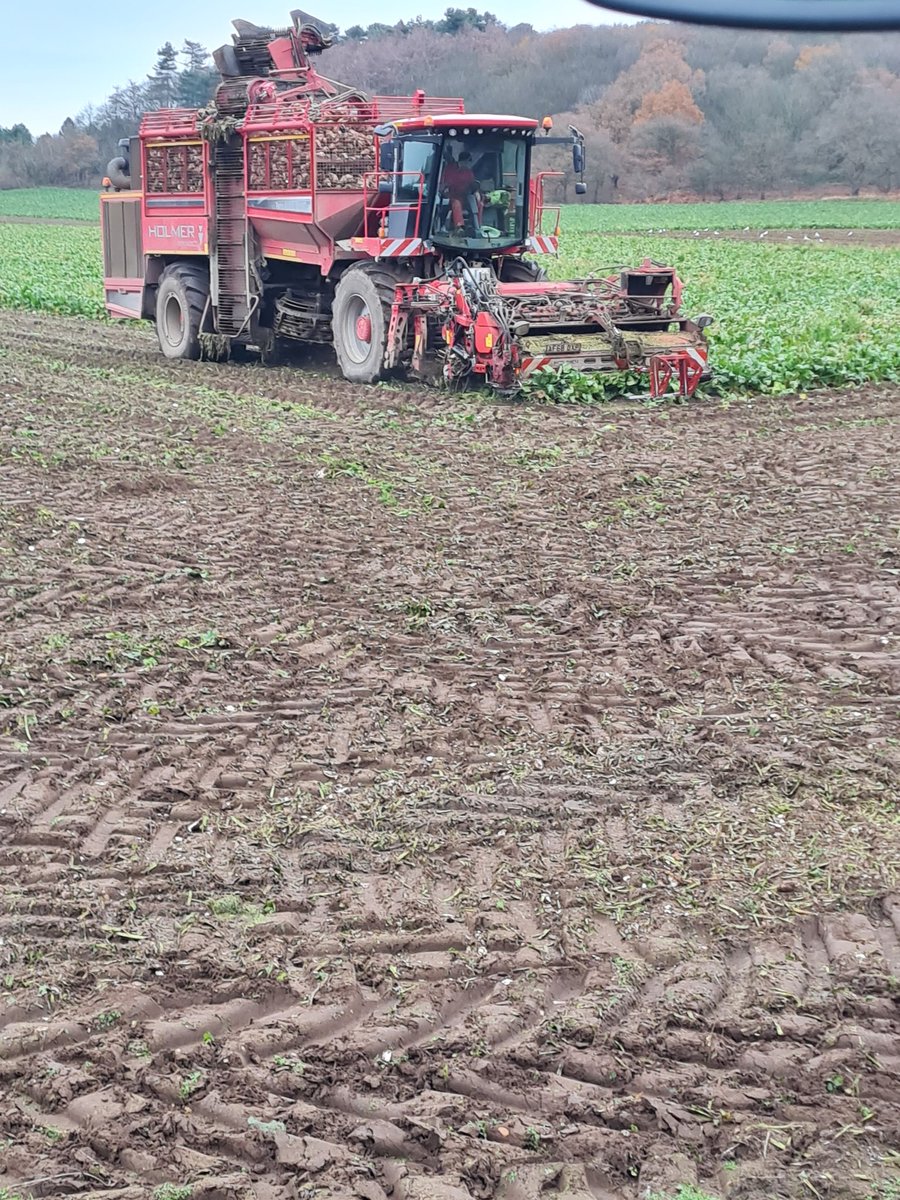 dickojerseys's tweet photo. Pre Christmas beet lifting for the cows. https://t.co/XX2y8gzRSU