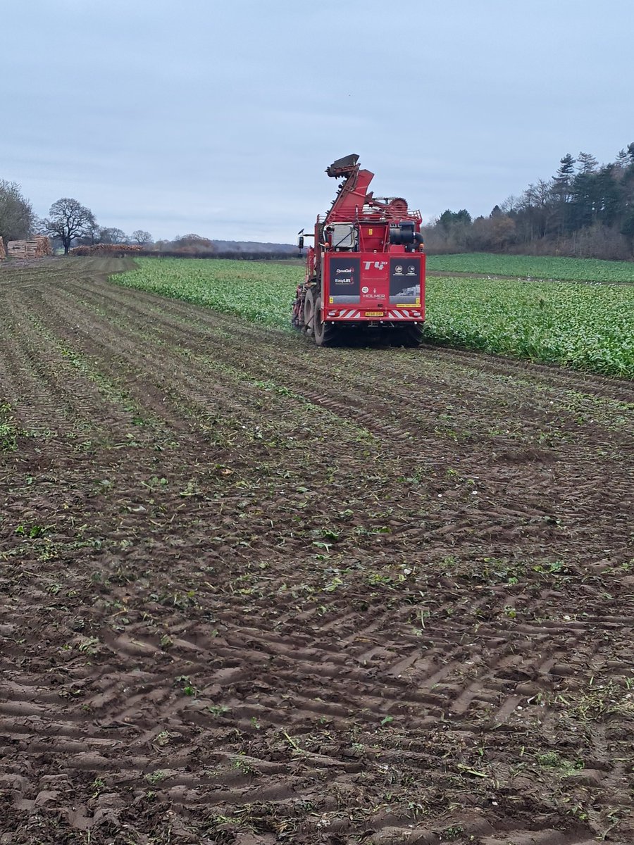 dickojerseys's tweet photo. Pre Christmas beet lifting for the cows. https://t.co/XX2y8gzRSU